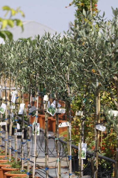 Olea europaea - Маслина