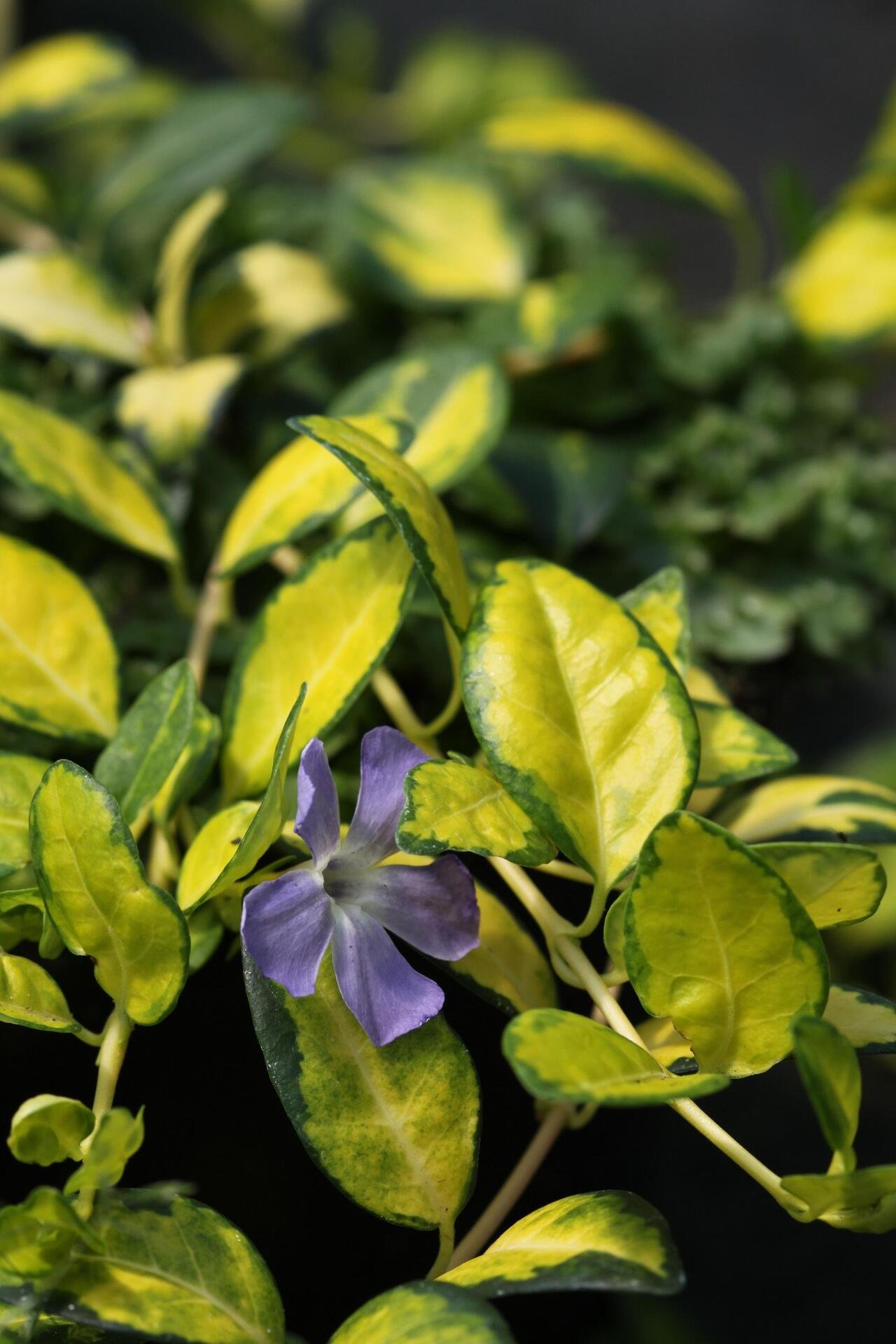 Vinca minor illumination co 1l - Винка шарена зеленика
