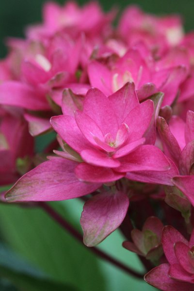Hydrangea macr. Princess Diana co 1.5l -Хидрангеа Принцеса Даяна