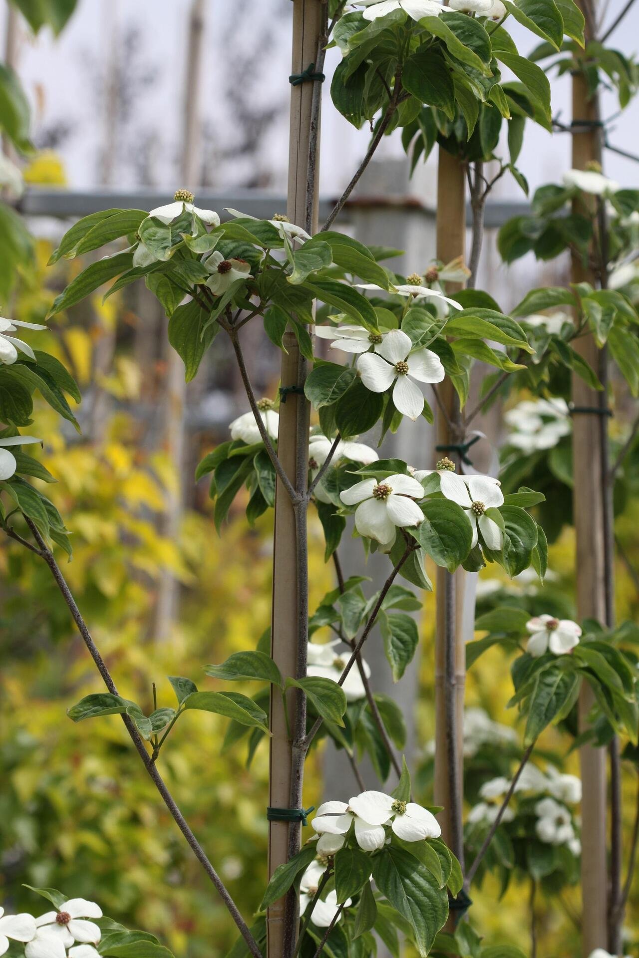 Cornus Rutdan co 5l, 150/175 cm - Корнус Декоративен дерян Рутдан