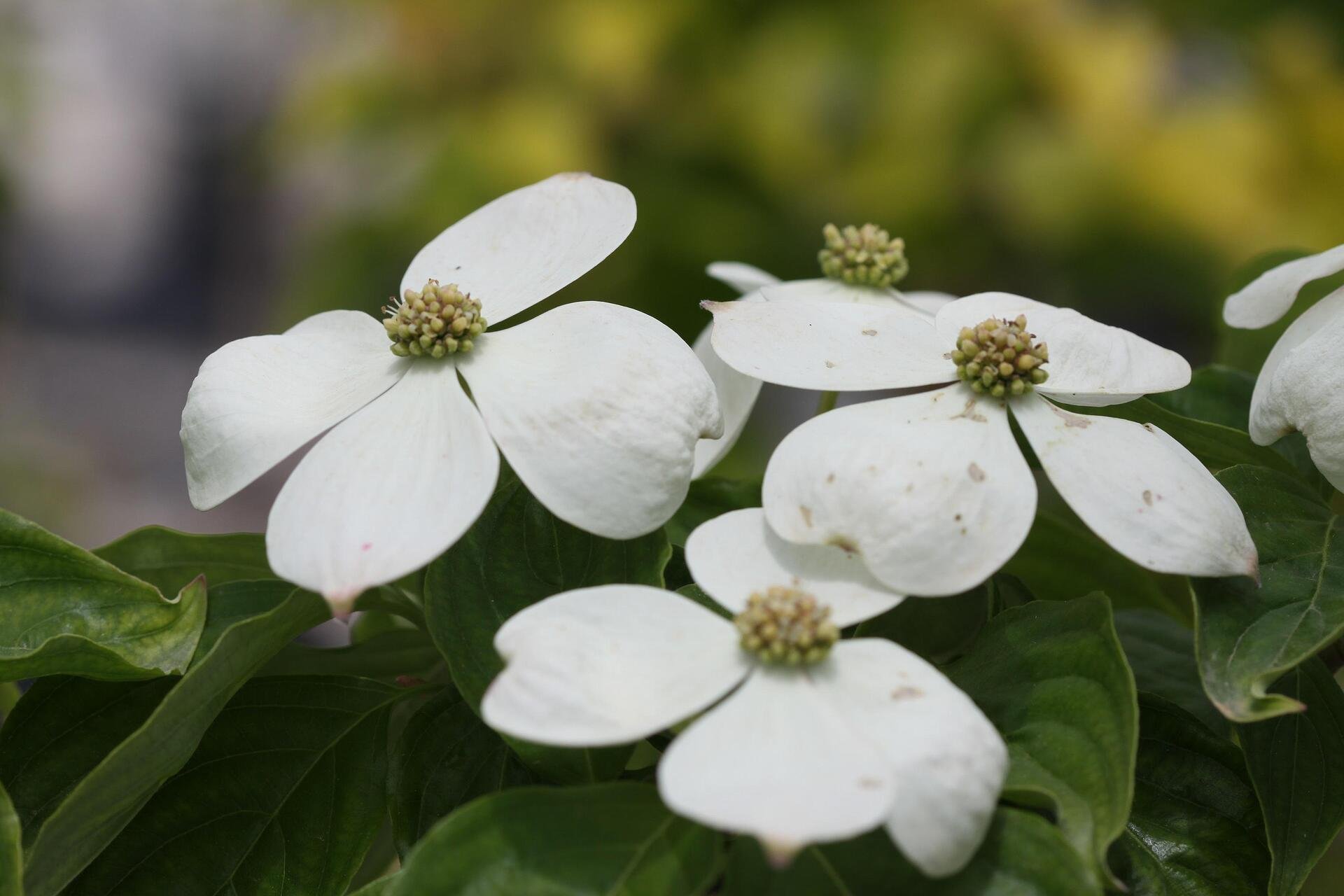 Cornus Rutdan co 5l, 150/175 cm - Корнус Декоративен дерян Рутдан