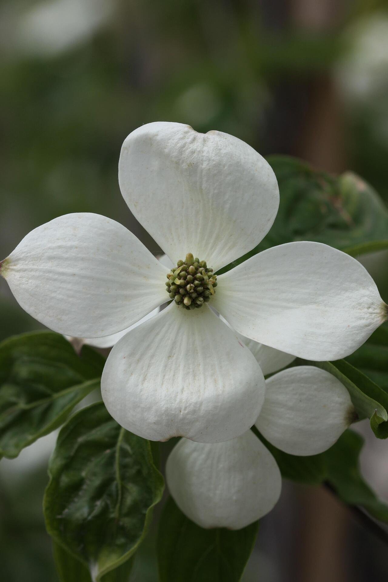 Cornus Rutdan co 5l, 150/175 cm - Корнус Декоративен дерян Рутдан