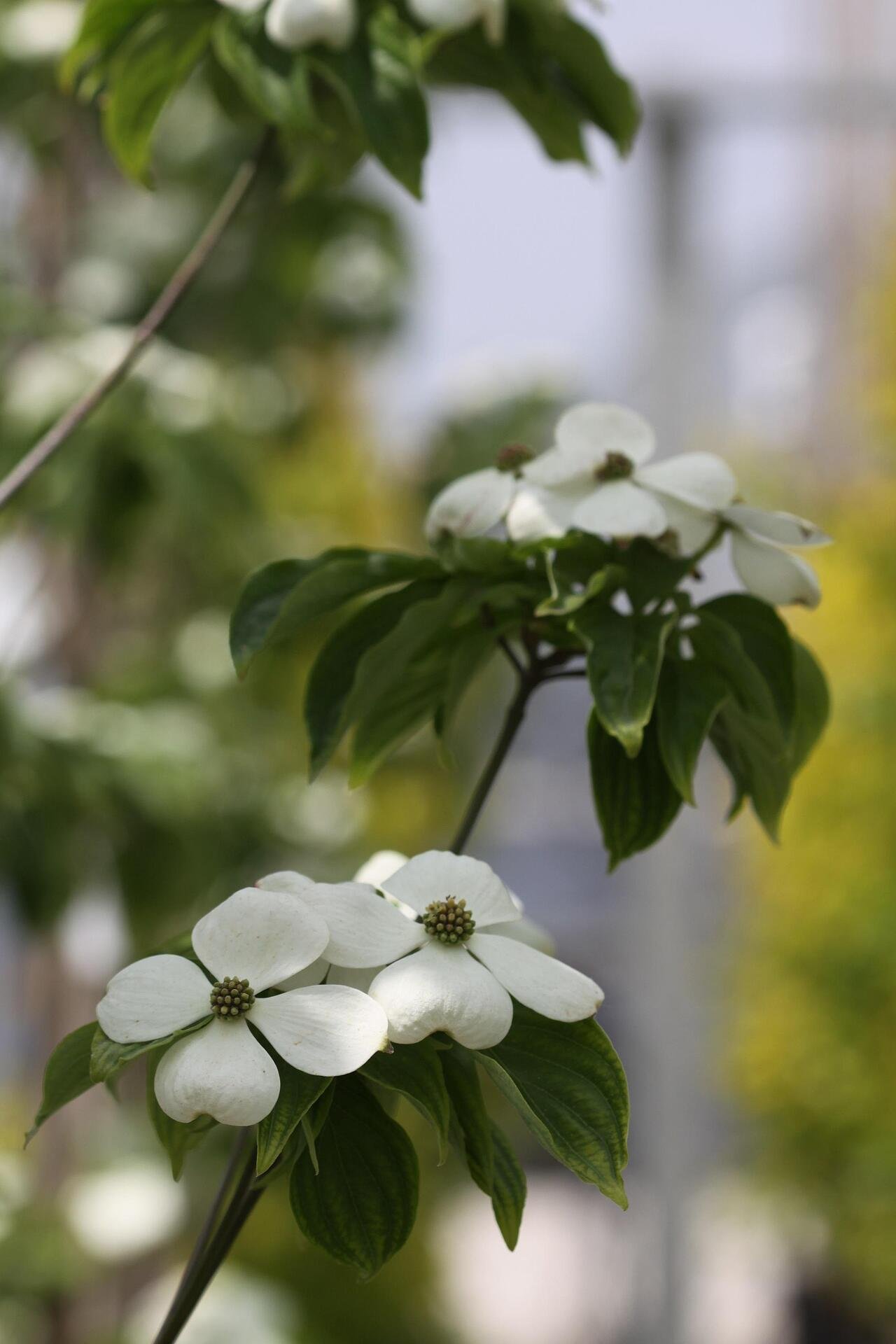 Cornus Rutdan co 5l, 150/175 cm - Корнус Декоративен дерян Рутдан
