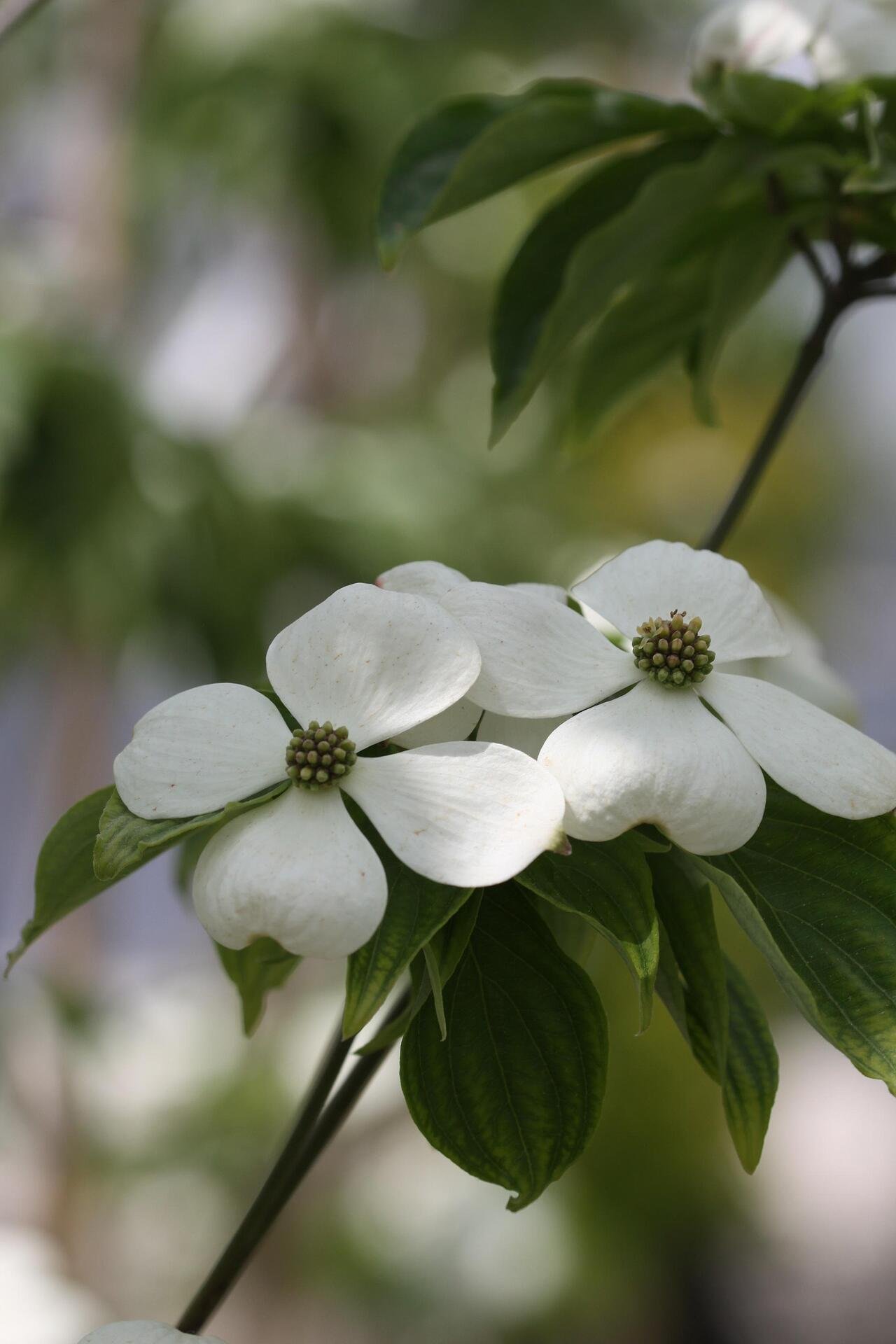 Cornus Rutdan co 5l, 150/175 cm - Корнус Декоративен дерян Рутдан