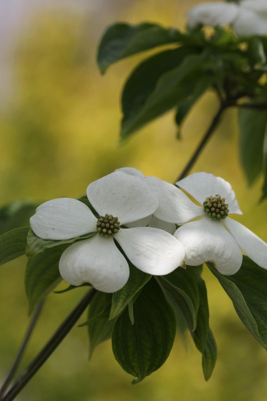 Cornus Rutdan co 5l, 150/175 cm - Корнус Декоративен дерян Рутдан