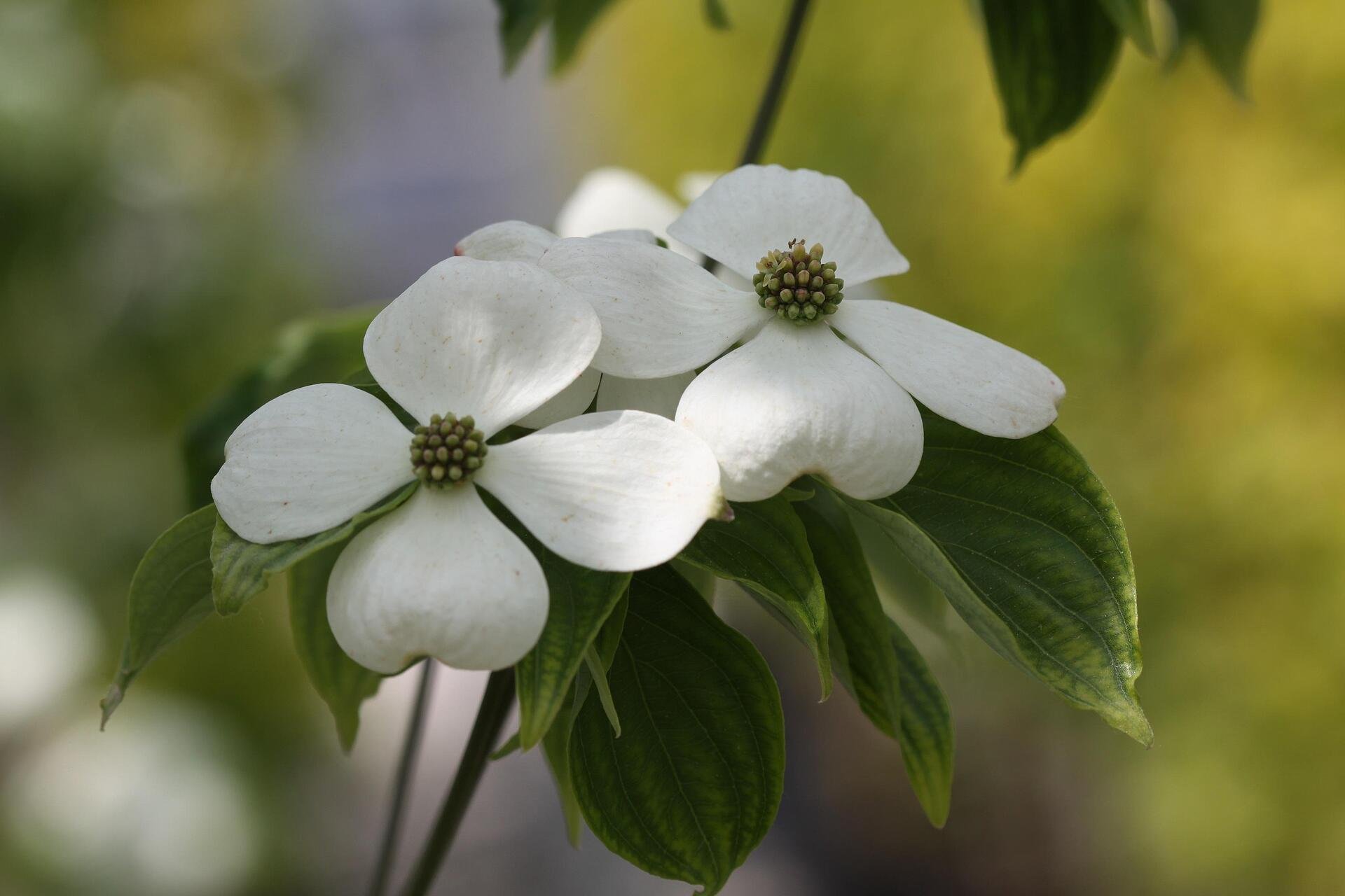 Cornus Rutdan co 5l, 150/175 cm - Корнус Декоративен дерян Рутдан