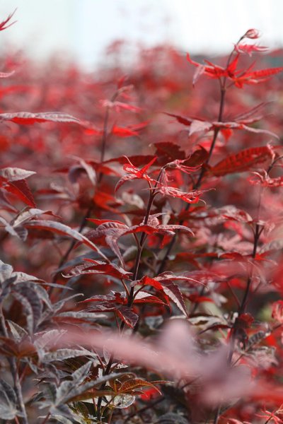 Acer palm. Red Emperor co 15l, 100/120 cm - Ацер палматум Червената Империя