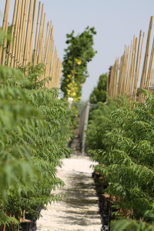 Rhus typhina co 5l, над 170 см - Рустифина