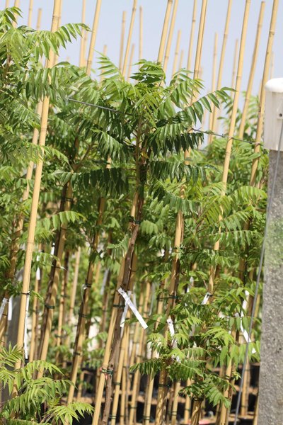 Rhus typhina co 5l, над 170 см - Рустифина