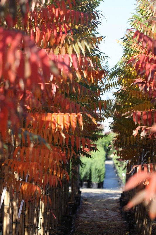 Rhus typhina co 5l, над 170 см - Рустифина