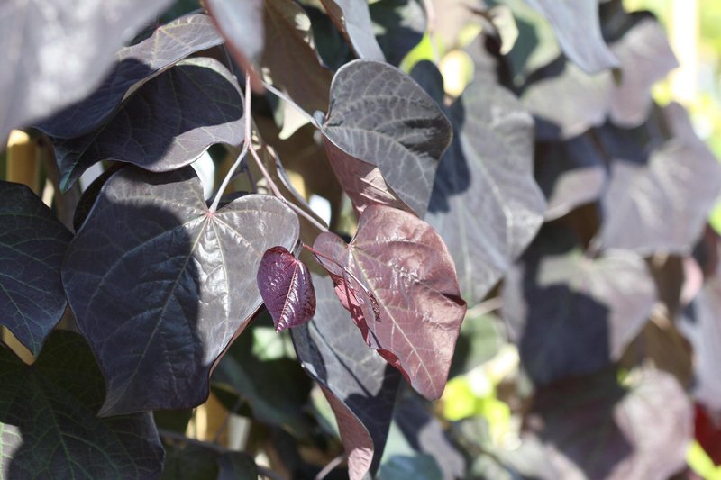 Cercis canadensis Ruby Falls co 7.5l - Церцис Рошков Червените Водопади