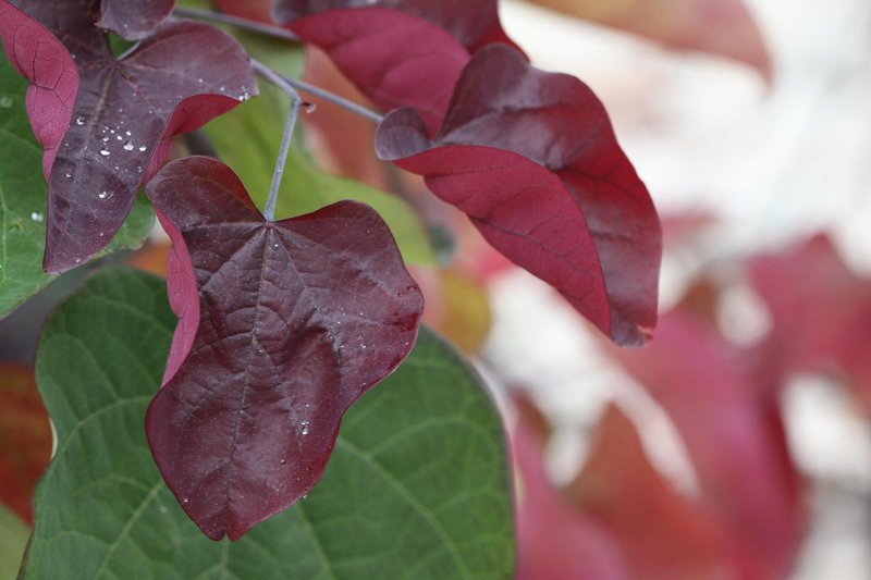 Cercis canadensis Ruby Falls co 7.5l - Церцис Рошков Червените Водопади