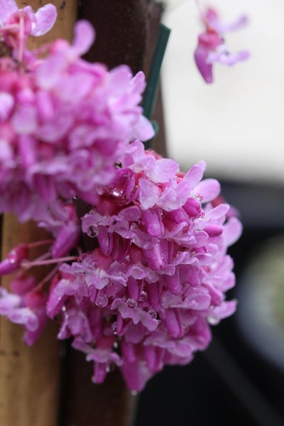 Cercis canadensis The Rising Sun co 7.5l - Церцис Рожков Изгряващото слънце