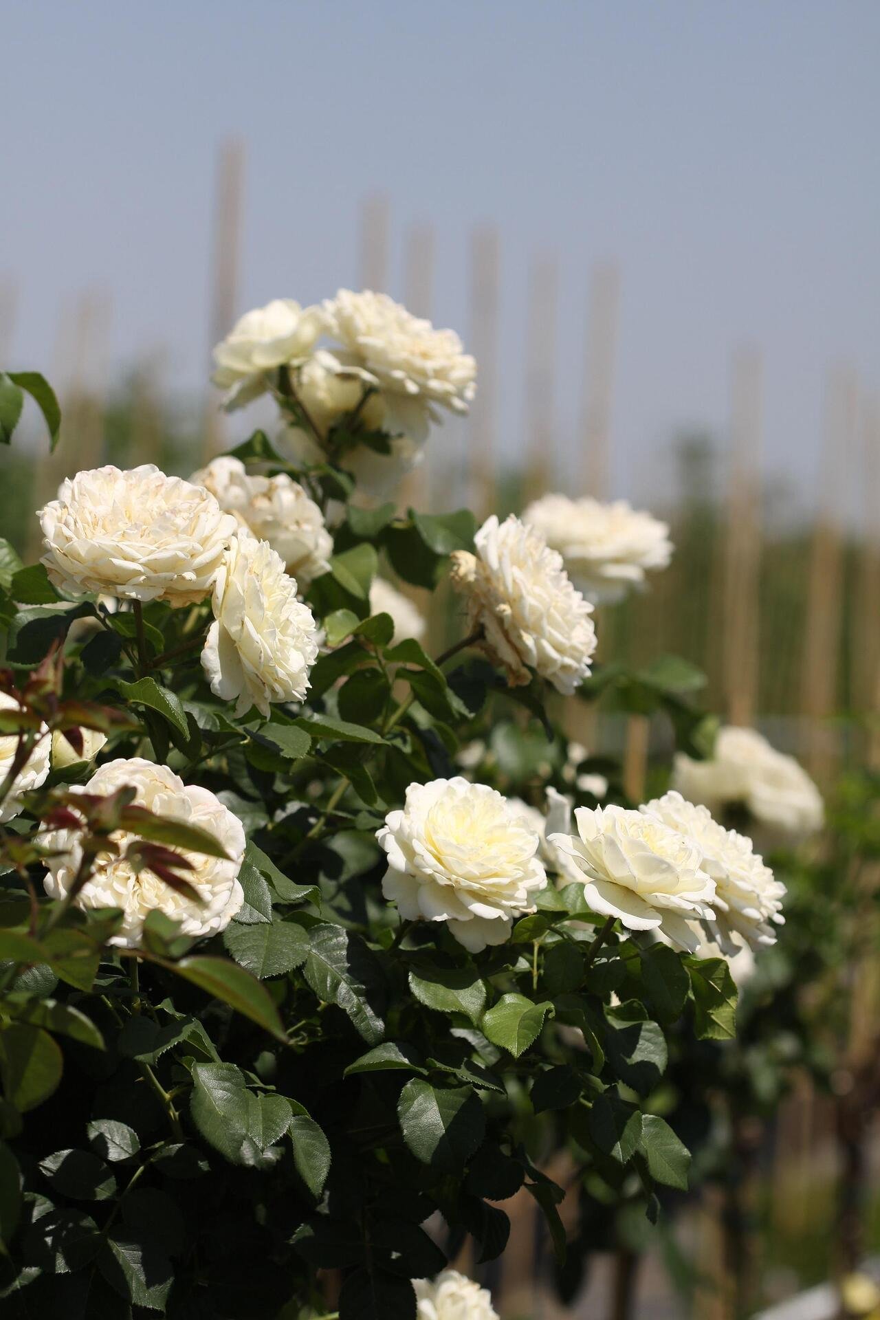 Rosa stam Malta Densiflora, 110/120 cm - Роза на дръвче Малта