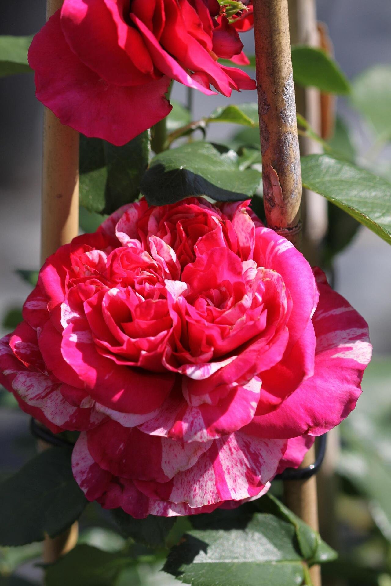 Rosa climbing Rosa Ines Sastre® - Роза катерлива Инес Састре