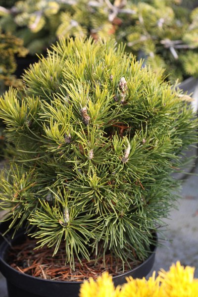 Pinus mugo Varella co 3l - Пинус Клек Варела
