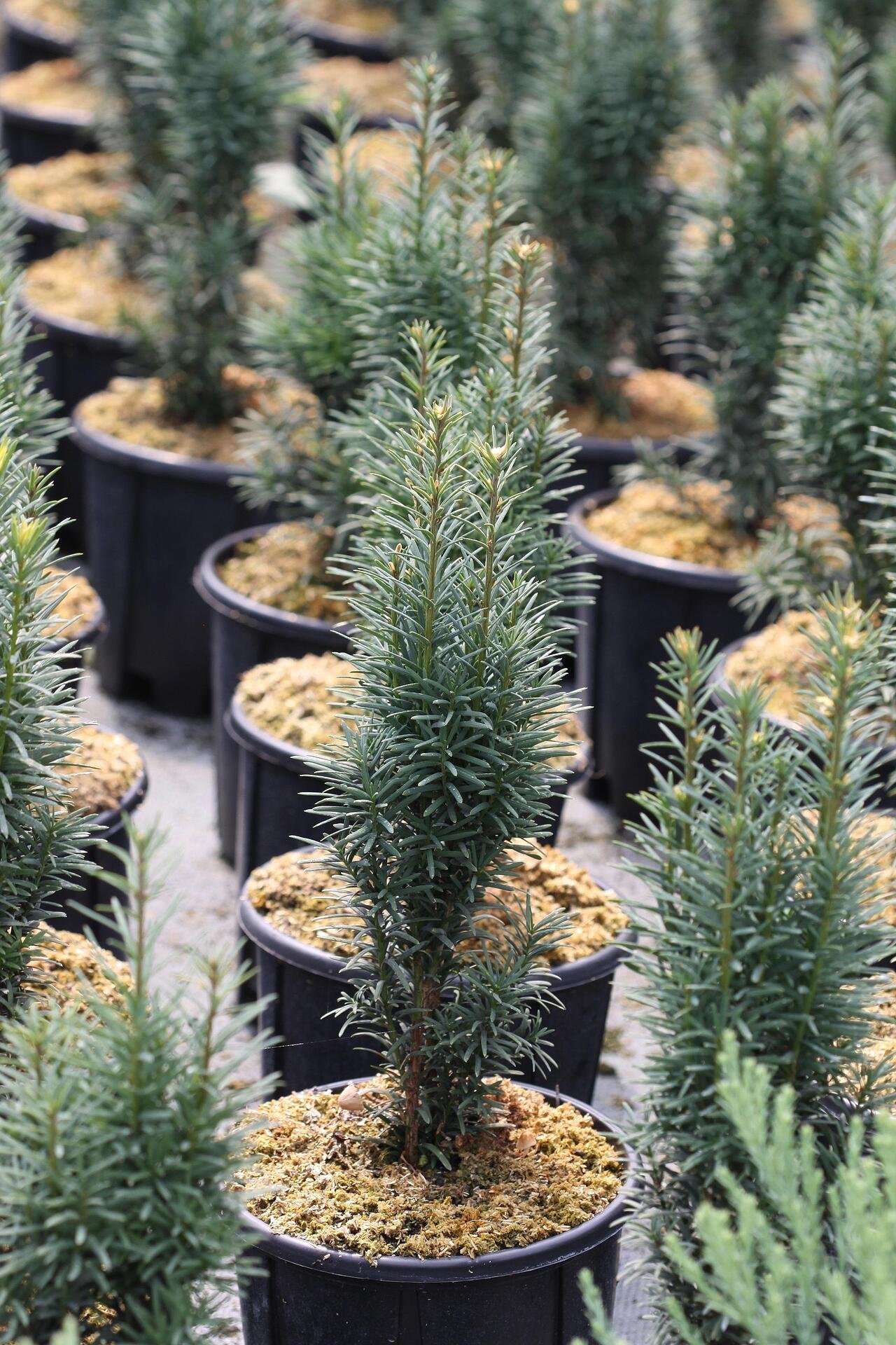 Taxus baccata Fastigiata Robusta co 3l - Таксус Тис Фастигиатен
