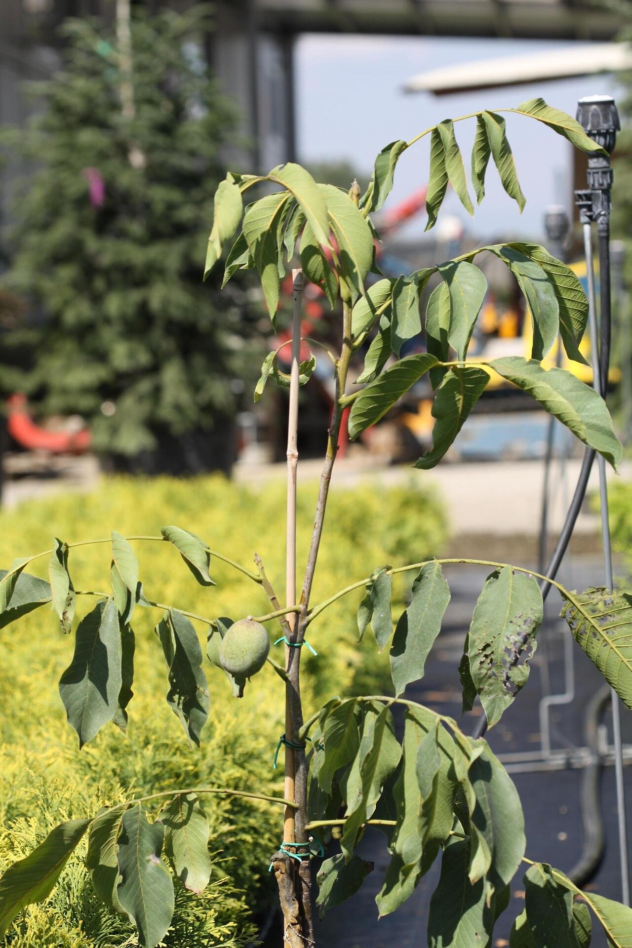 Juglans regia Tulare co 6l - Жунгланд Орех Туларе