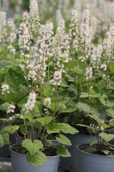 Tiarella wherryi White co 1l - Тиарела Бяла