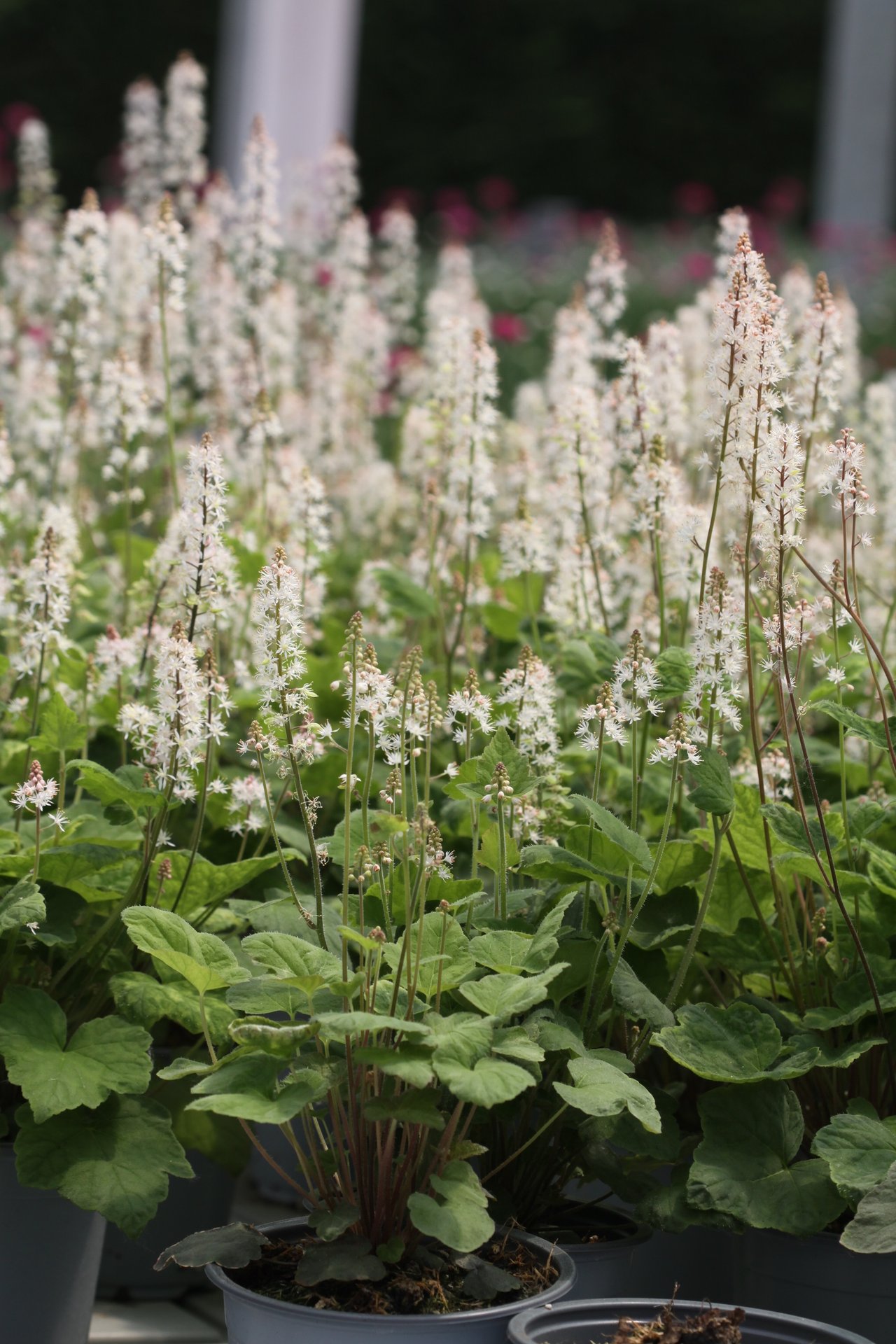 Tiarella wherryi White co 1l - Тиарела Бяла