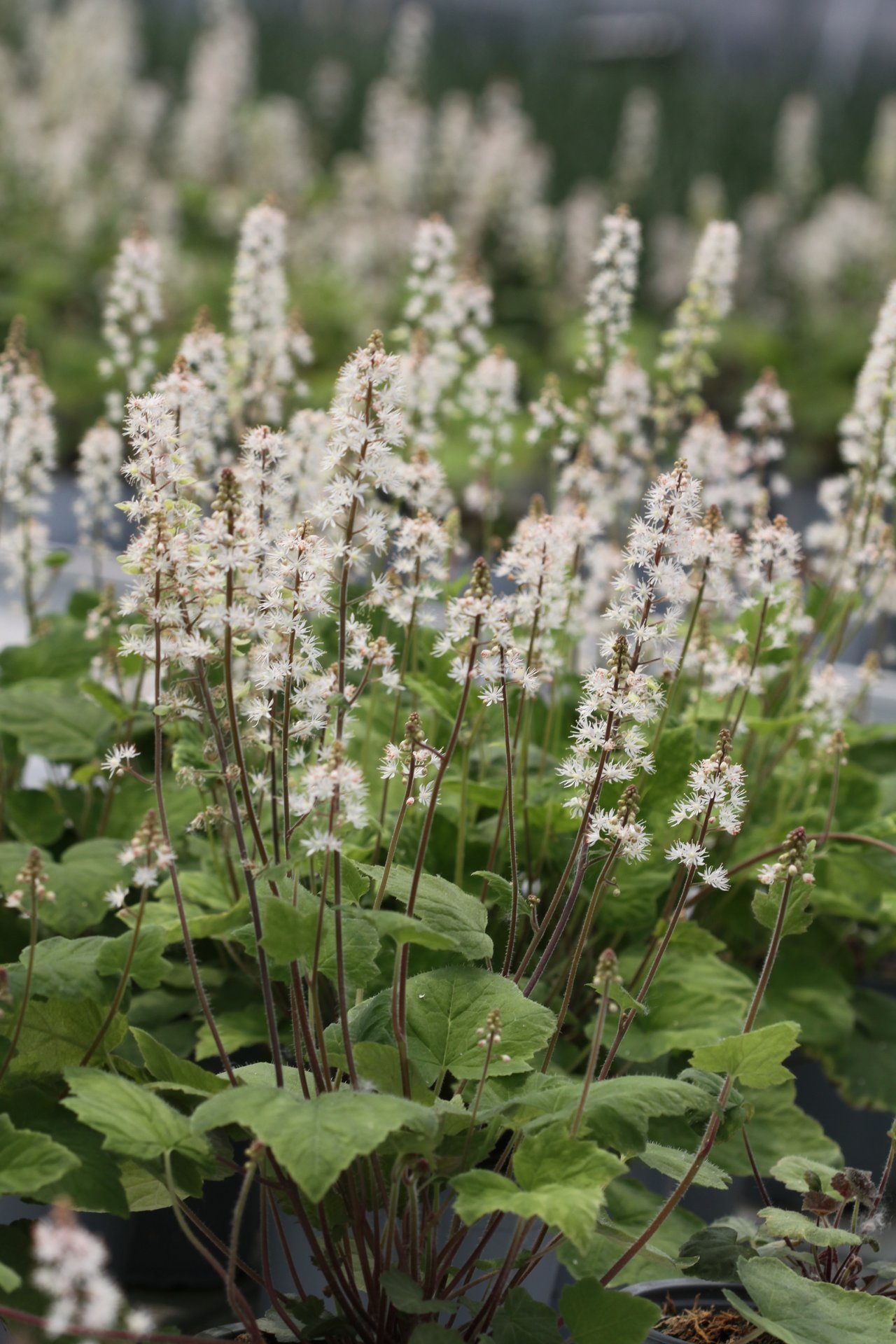 Tiarella wherryi White co 1l - Тиарела Бяла