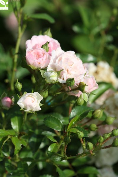 Rosa mini Pink - Розова мини роза