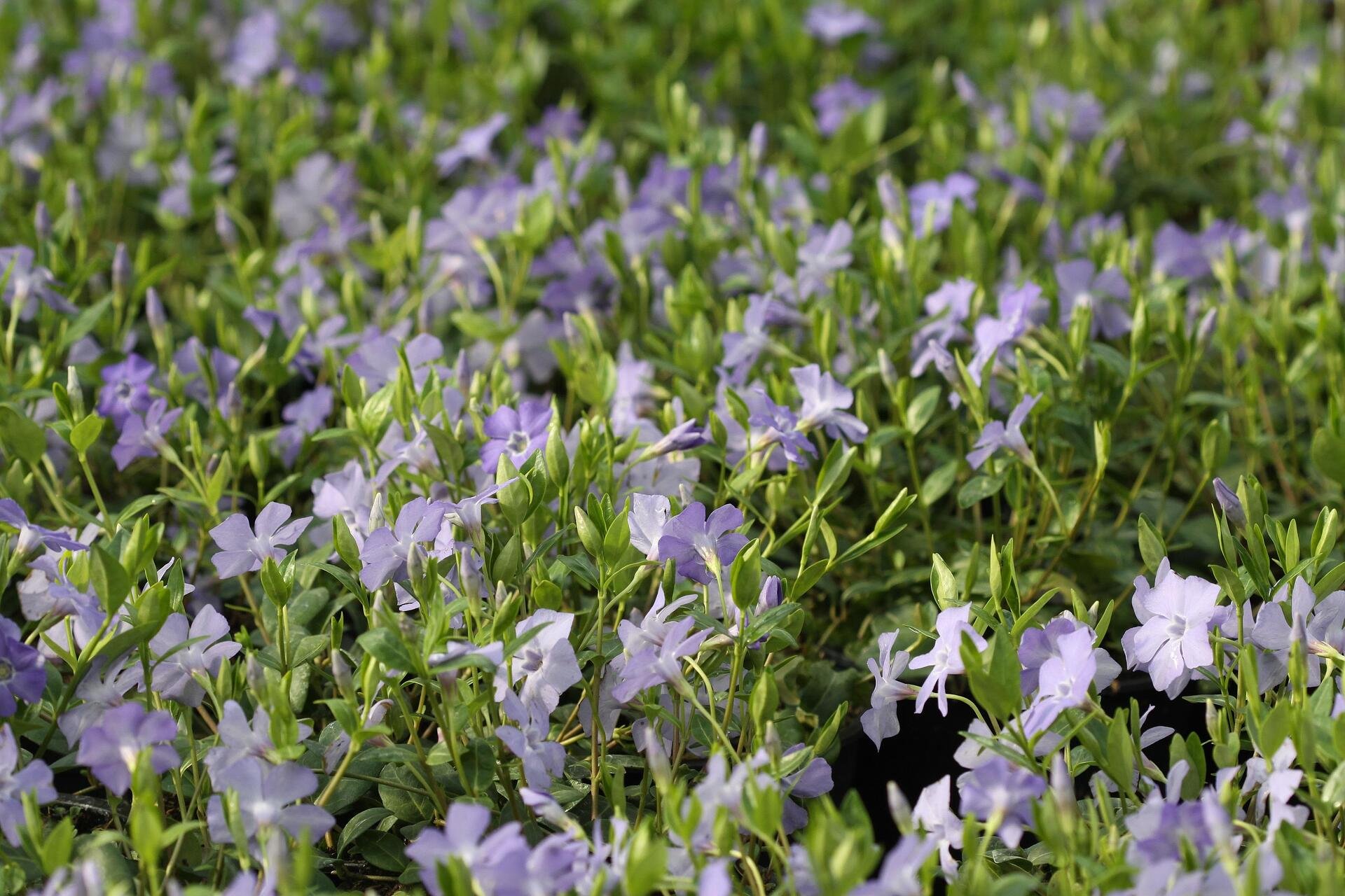 Vinca minor - Винка
