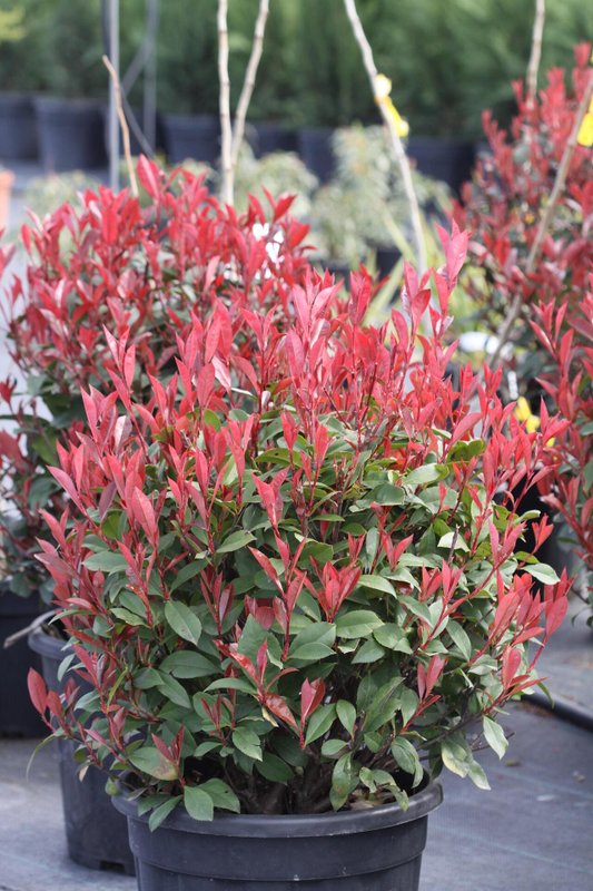 Photinia fr. Robusta Compacta palla -Кълбовидна фотиния