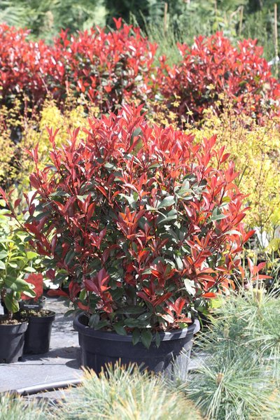 Photinia fr. Robusta Compacta palla -Кълбовидна фотиния